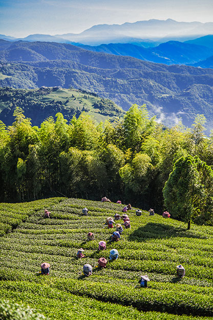 Oolong Teegarten in Taiwan
